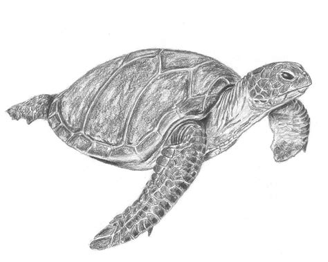 turtle images drawing|How To Draw A Realistic Sea Turtle .